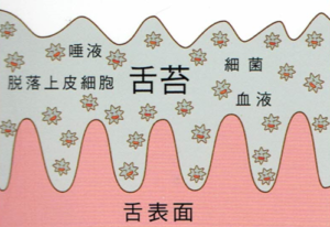 三鷹の歯医者、川島歯科医院で、舌ブラシは毎日必要？舌の磨きすぎによるリスクや適した頻度を解説