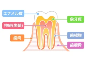 三鷹の歯医者、川島歯科医院で咬合性外傷とは？噛み合わせが原因で歯がダメになる仕組みを解説